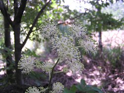 山ウドの花_f0019247_1719280.jpg