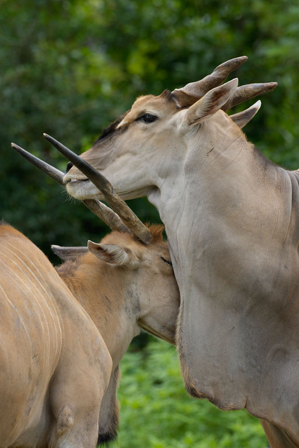 天王寺動物園239_e0060169_6401940.jpg