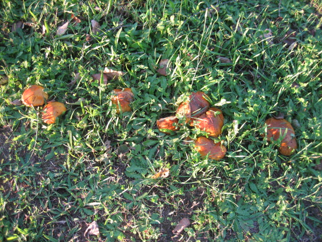 b0097183_21573844.jpg