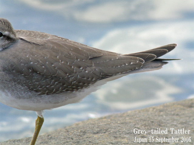 キアシシギ　６　Grey-tailed Tattler 6_c0071489_10501142.jpg