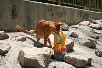 猫大好きフリスキー 香港ねこぶろぐ Hong Kong Neko Blog 猫大好きフリスキー 香港ねこぶろぐ Hong Kong Neko Blog