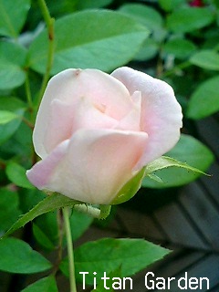 Rose_b0099813_10432315.jpg