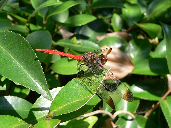 西区　お昼休みにウキウキウォッチング_e0002314_2010264.jpg