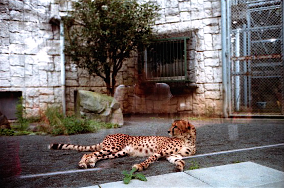 TAMA ZOO_f0016215_10413567.jpg