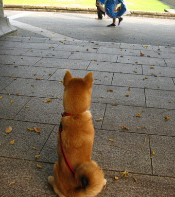 柴犬すみれ・・待ってる_b0088173_10323343.jpg