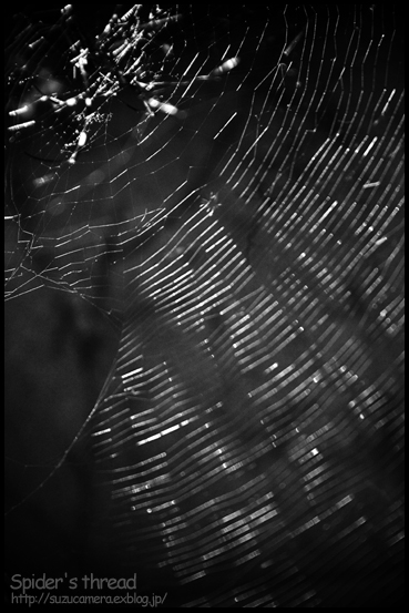 Spider_f0100215_11185243.jpg