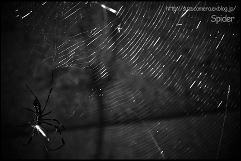 Spider_f0100215_11202560.jpg
