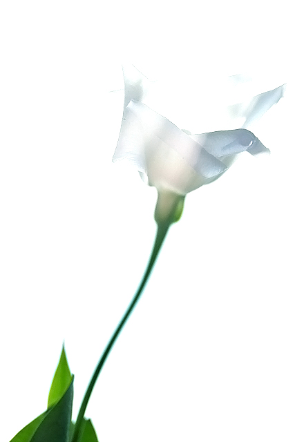 simple love_e0018318_1327518.jpg