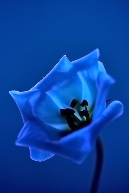 simple love_e0018318_1545621.jpg