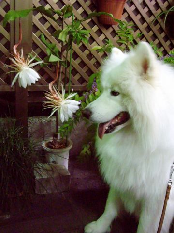白い花、白い犬_c0062832_1832283.jpg