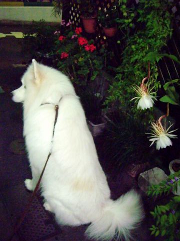 白い花、白い犬_c0062832_1835412.jpg
