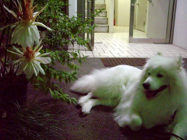 白い花、白い犬_c0062832_1841461.jpg