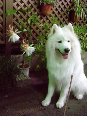 白い花、白い犬_c0062832_1842030.jpg