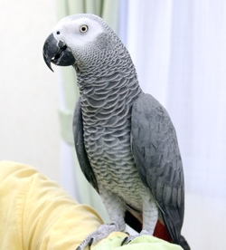ようこそ ヨウム スジハラスミ オカメ コキサカ コバタン 人 鳥 社会の幸せのために