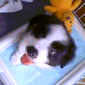 f0050241_1824794.png