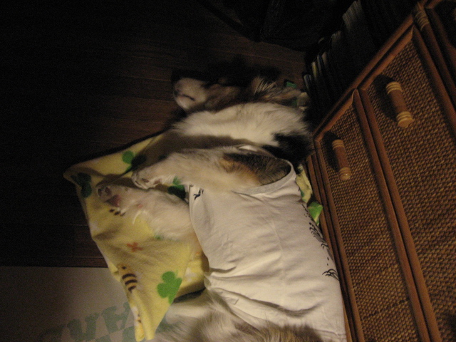 夜も更けて_b0097747_10412497.jpg