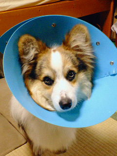 その犬は?_b0097747_11144571.jpg
