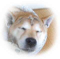 久々に~♪_c0049950_2083593.jpg