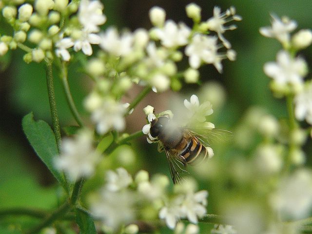 蜂 ~山の中で~_e0063851_19162839.jpg
