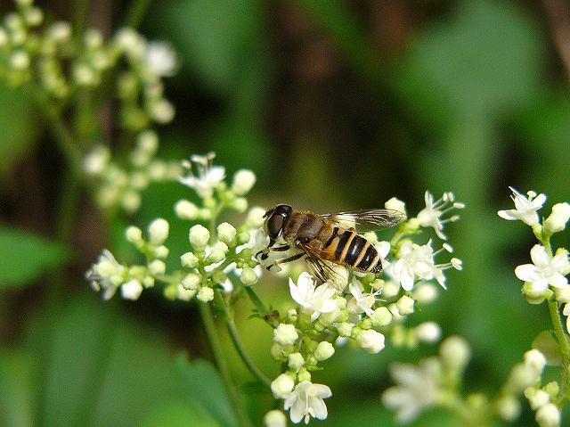 蜂 ~山の中で~_e0063851_19164382.jpg