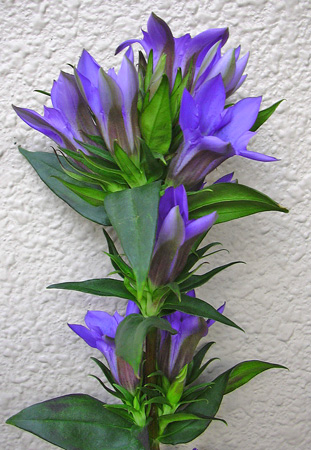 9月22日 切花のリンドウ 花ねこ日記