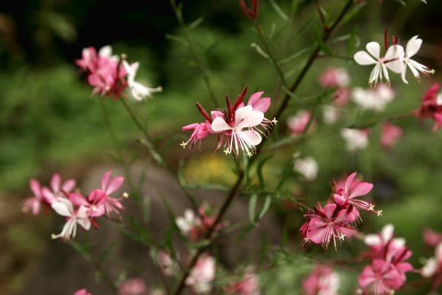 金太郎の里の花_f0044056_15224851.jpg