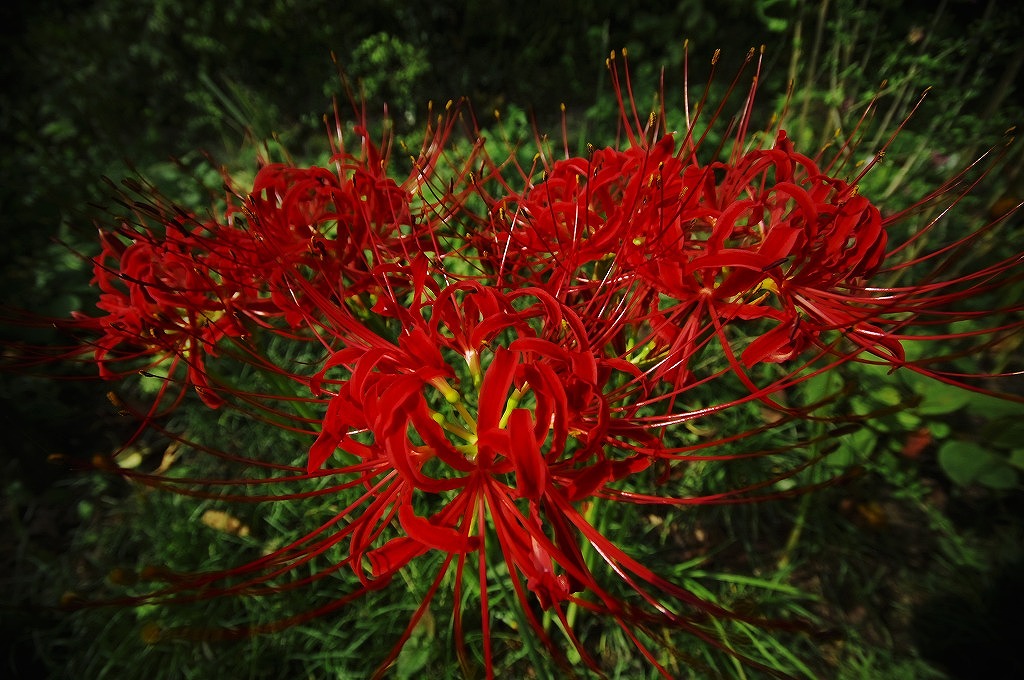 a0054691_22233129.jpg