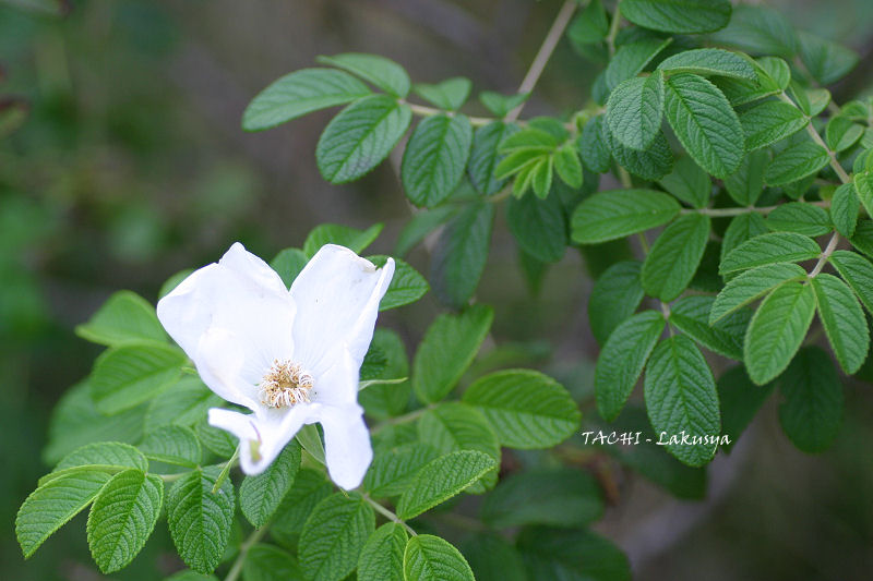 白い浜茄子の花_d0027893_5492290.jpg