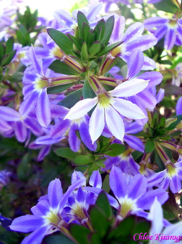 花 スカエボラ ブルーファンフラワー メルボルン便り 花 スカエボラ ブルーファンフラワー メルボルン便り