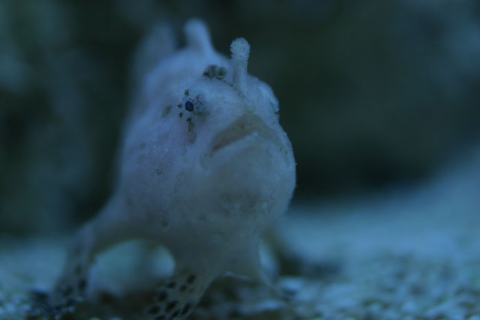 歩く魚 水族館ふりーく
