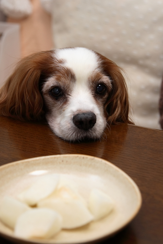 自分たちは真面目な犬です_a0048904_9515293.jpg