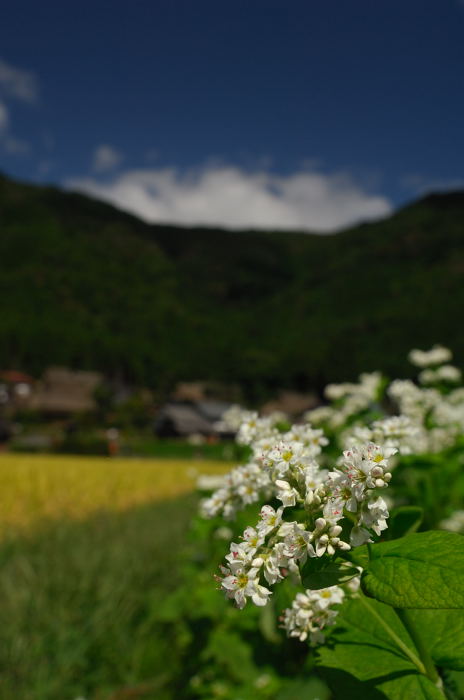 初秋の美山・世間はやはり狭かった!_f0032011_1921212.jpg