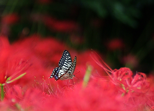 一面の彼岸花・総集編_b0003512_22491037.jpg