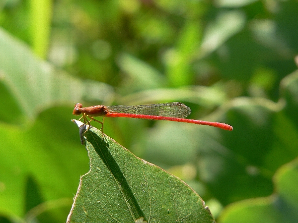 e0002314_2082976.jpg