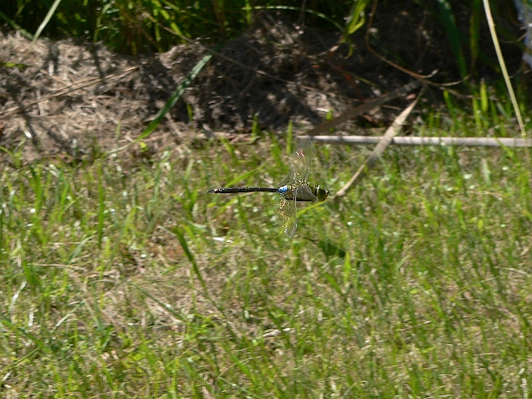 e0002314_2094986.jpg