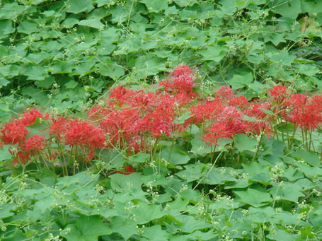c0000718_12677.jpg