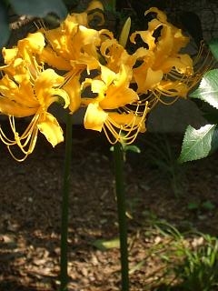 f0010925_20115513.jpg