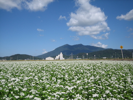 蕎麦の花と今日の筑波山 ほっとする時間 蕎麦の花と今日の筑波山 ほっとする時間
