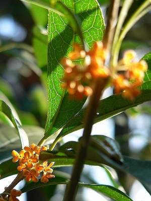 f0029038_2032186.jpg