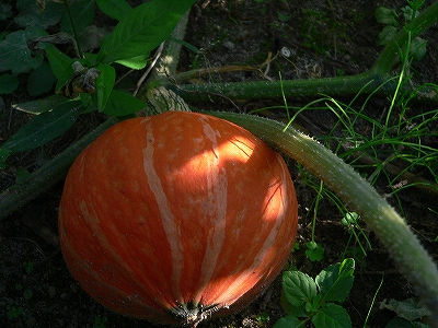 f0029038_20323139.jpg