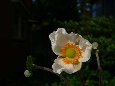 f0029038_2032797.jpg
