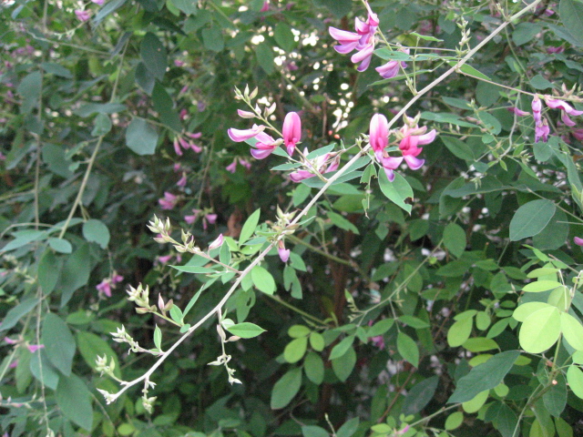 萩の花_b0097747_10312114.jpg