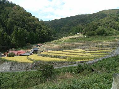 棚田 稲刈り_d0087595_15414553.jpg