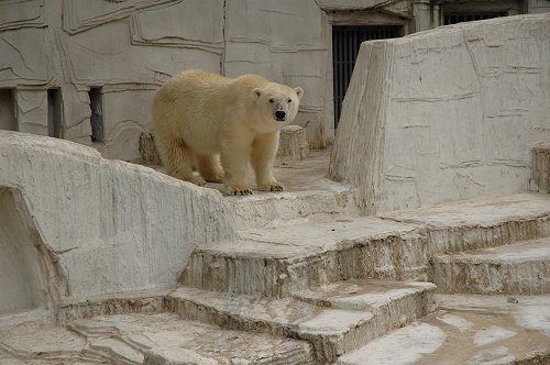 大人のための動物園 ～天王寺動物園②_d0064000_2010506.jpg