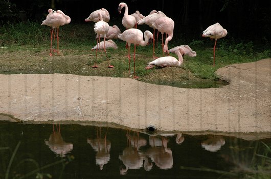 大人のための動物園 ～天王寺動物園②_d0064000_836355.jpg