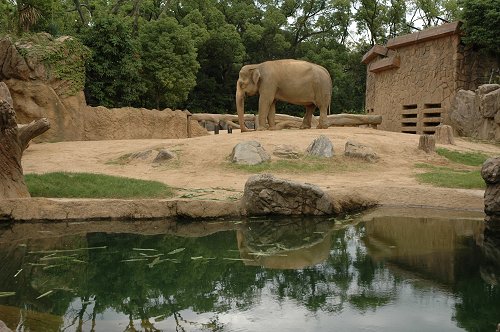 大人のための動物園 ～天王寺動物園②_d0064000_839919.jpg