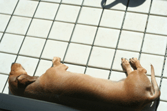 d0033230_1120272.gif