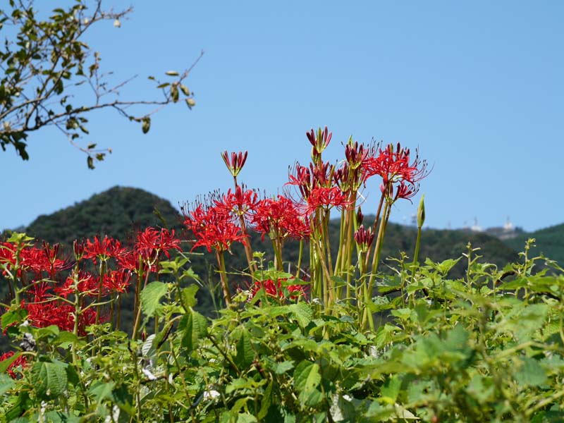 彼岸花の咲く頃_c0014538_1685292.jpg