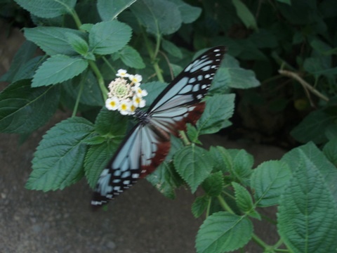 夢の世界でチョウチョウと戯れて_d0075453_2331582.jpg