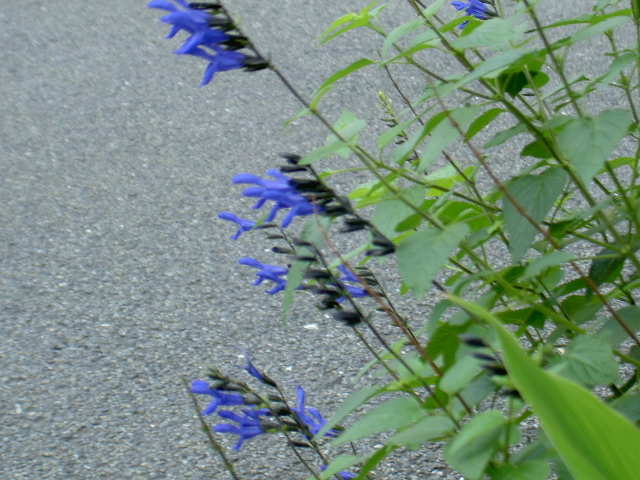 a0053063_1361213.jpg